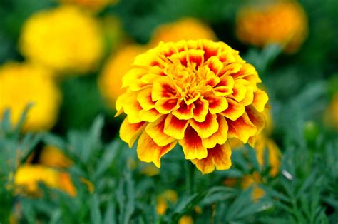 Marigold .